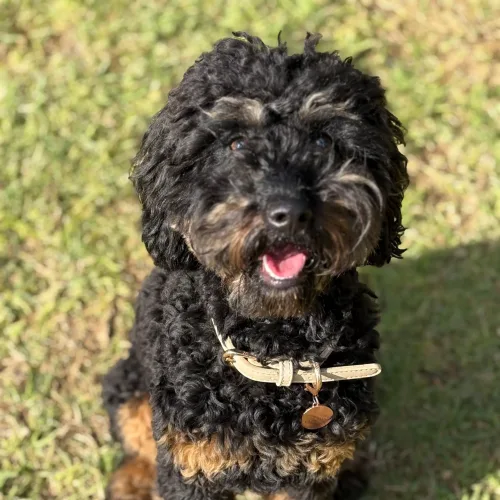 Teddy Small